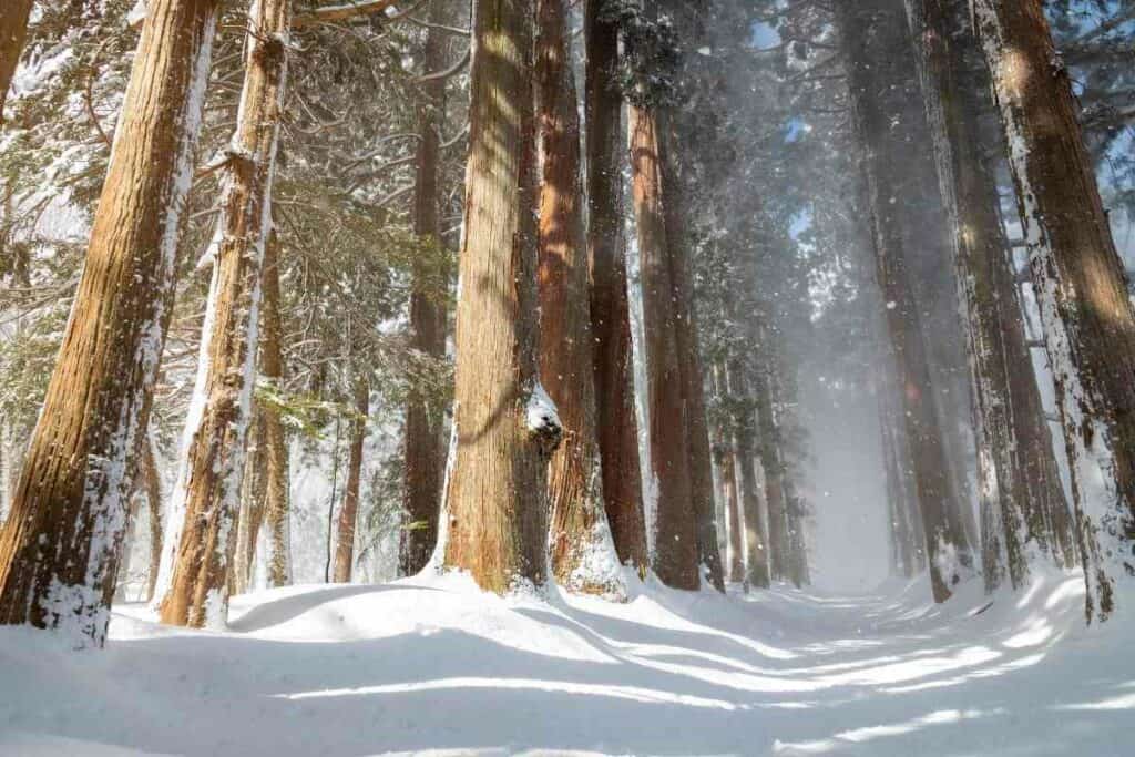 Togakushi Shrine in winter