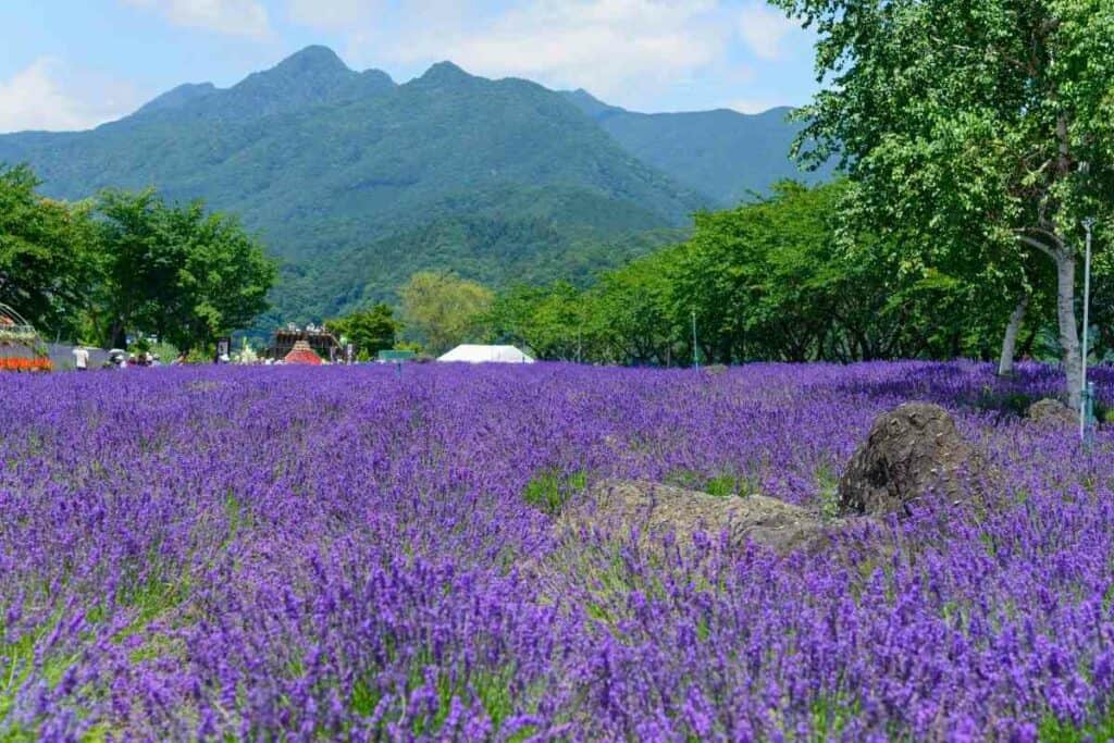 Park Yagisaki in Japan