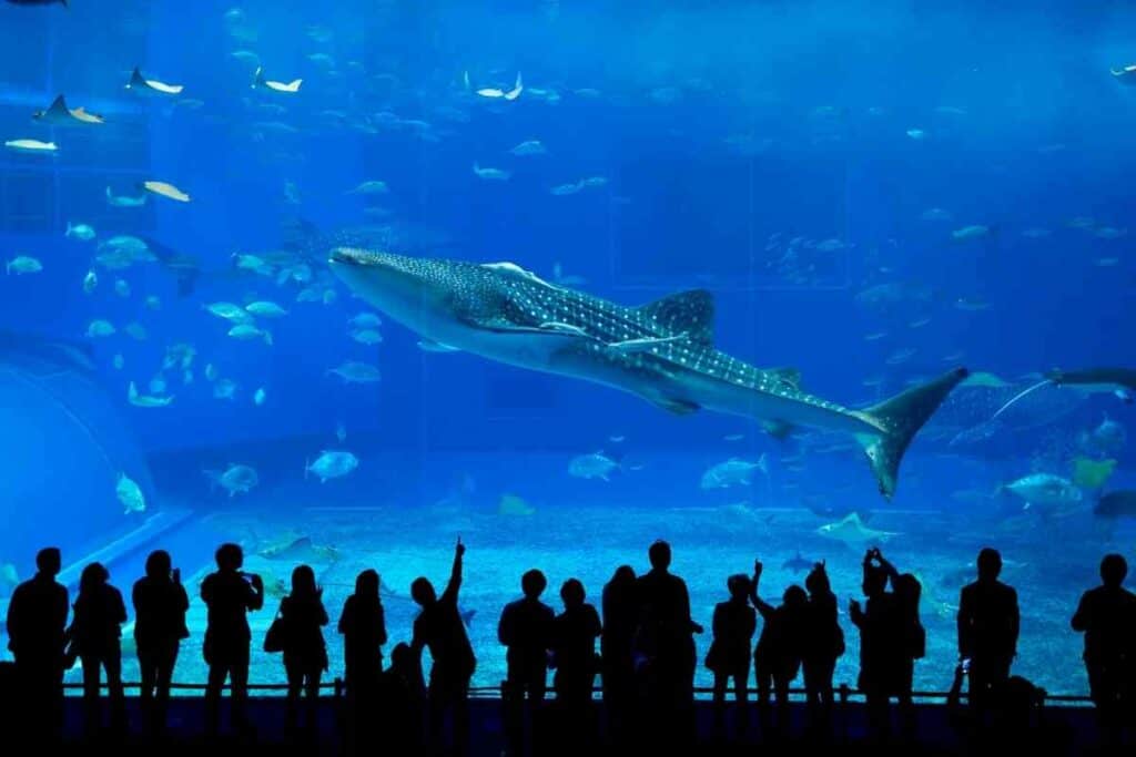 public aquarium japan