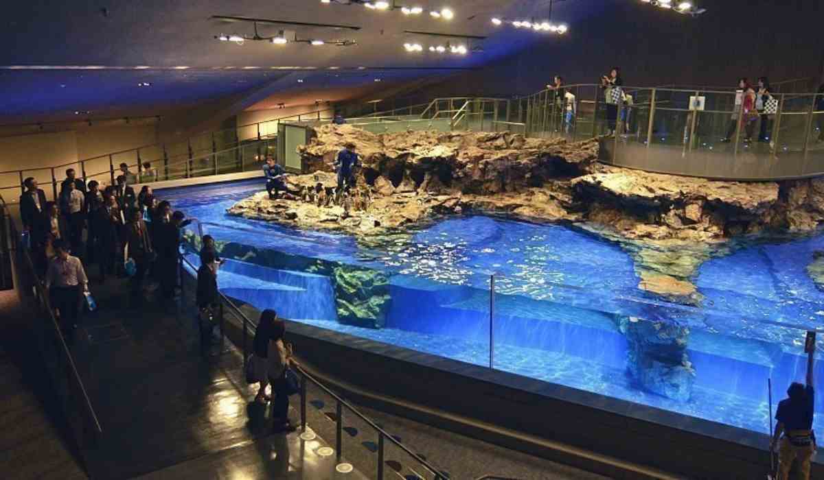 7 Best Aquariums In Japan To Visit In 2024