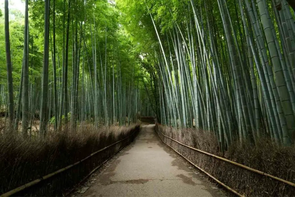 Arashiyama Kyoto bamboo forest in Japan