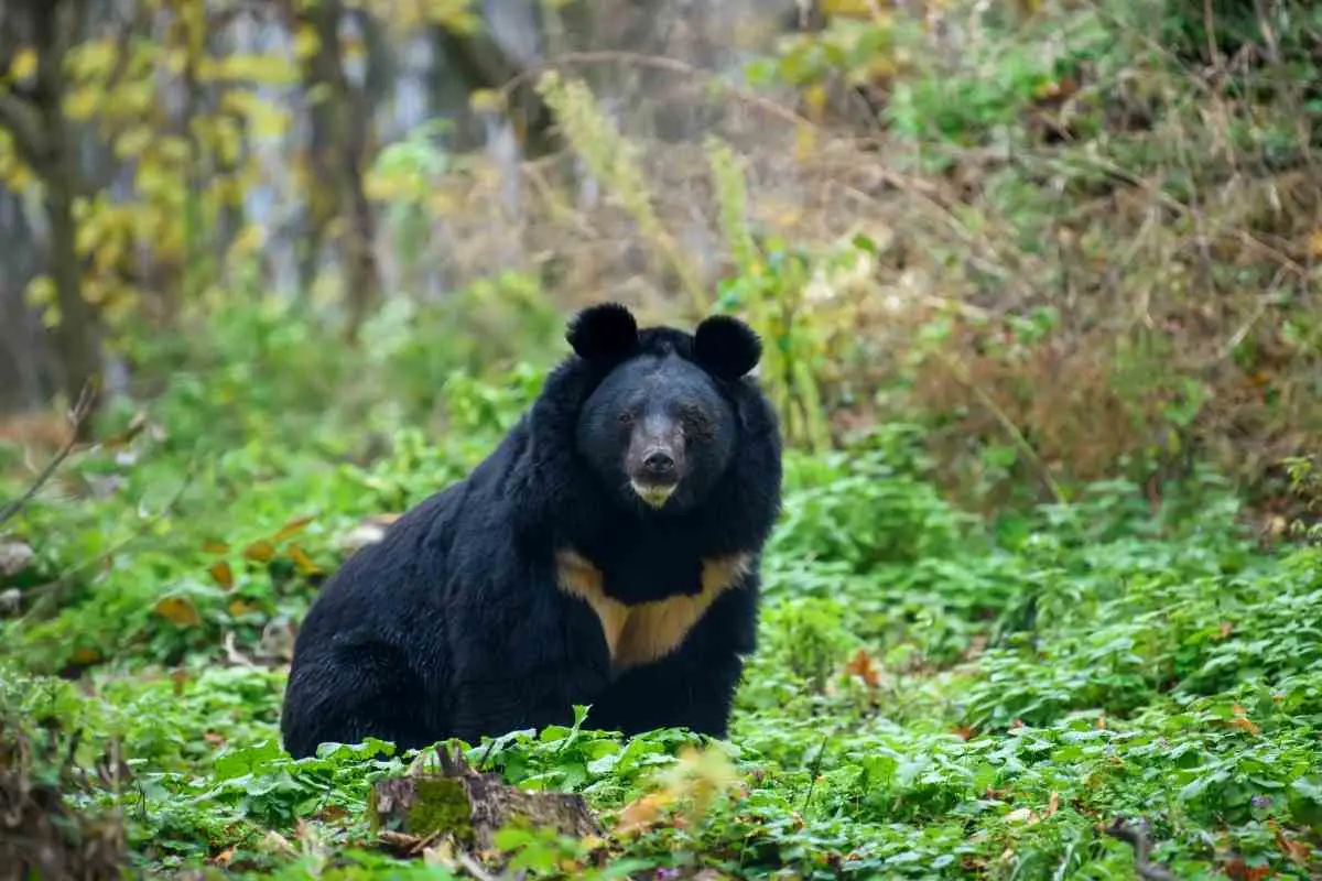 Are There Bears In Japan? (Species and Locations)