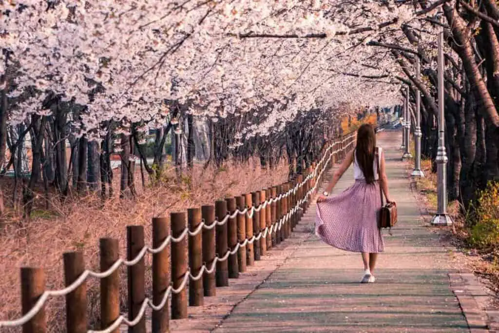 Best time cherry blossoms in Japan