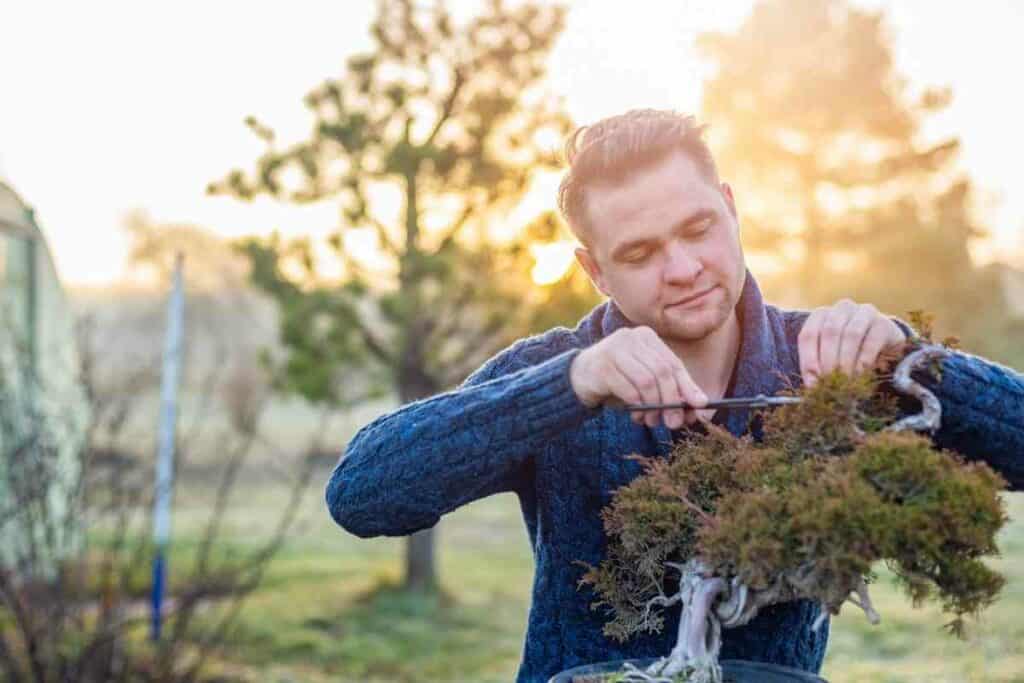 Bonsai training