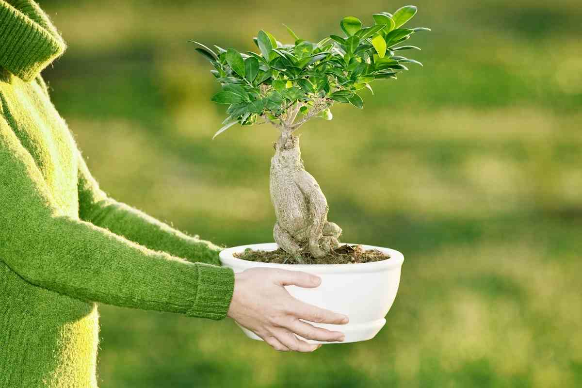 When To Start Training Bonsai? YouGoJapan