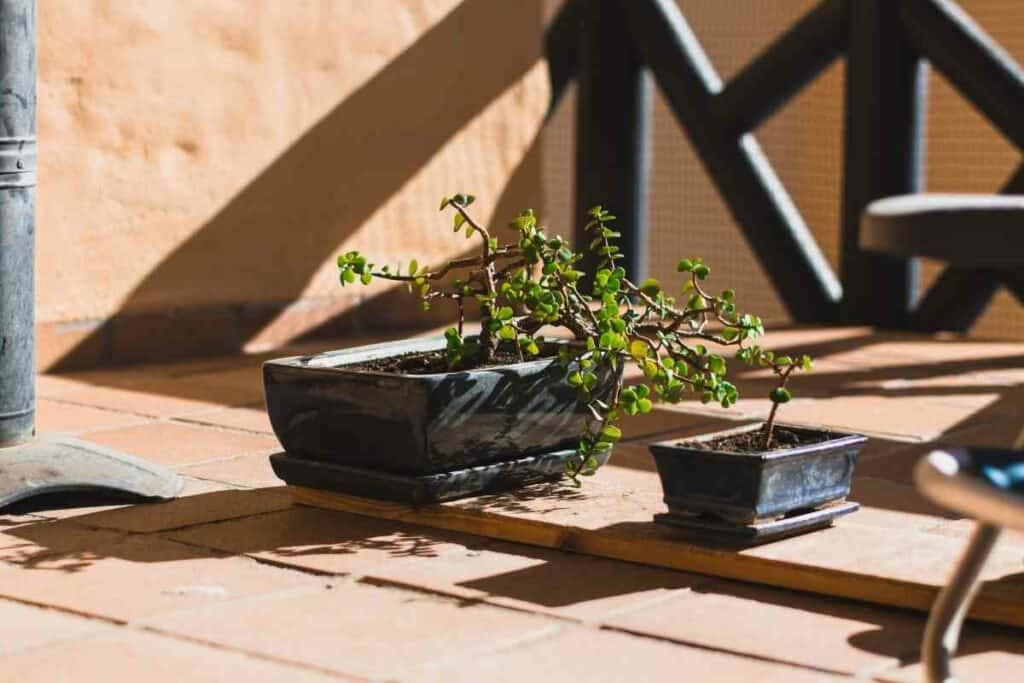 Bonsai trees in the sun