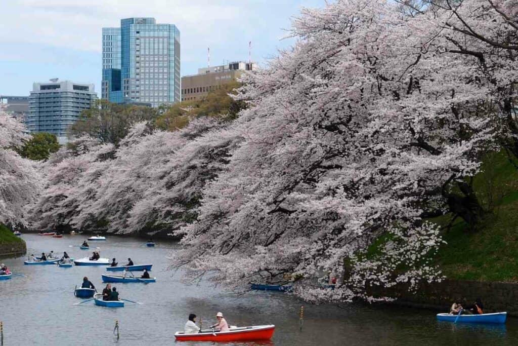 Cherry blossom River Park in Tokyo