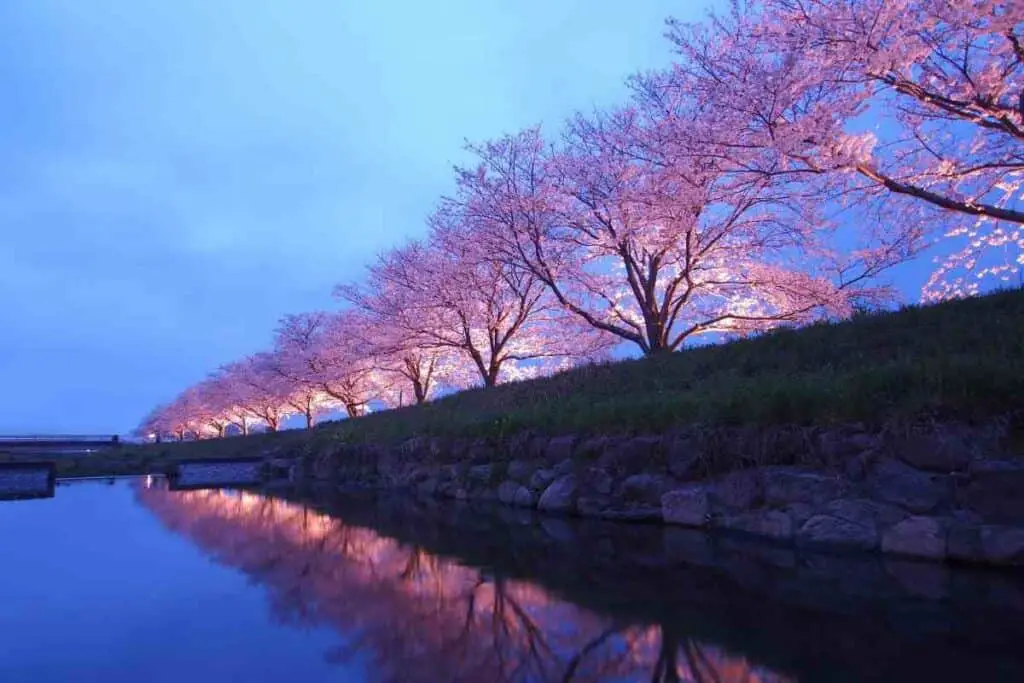 Cherry blossoms Japan at night