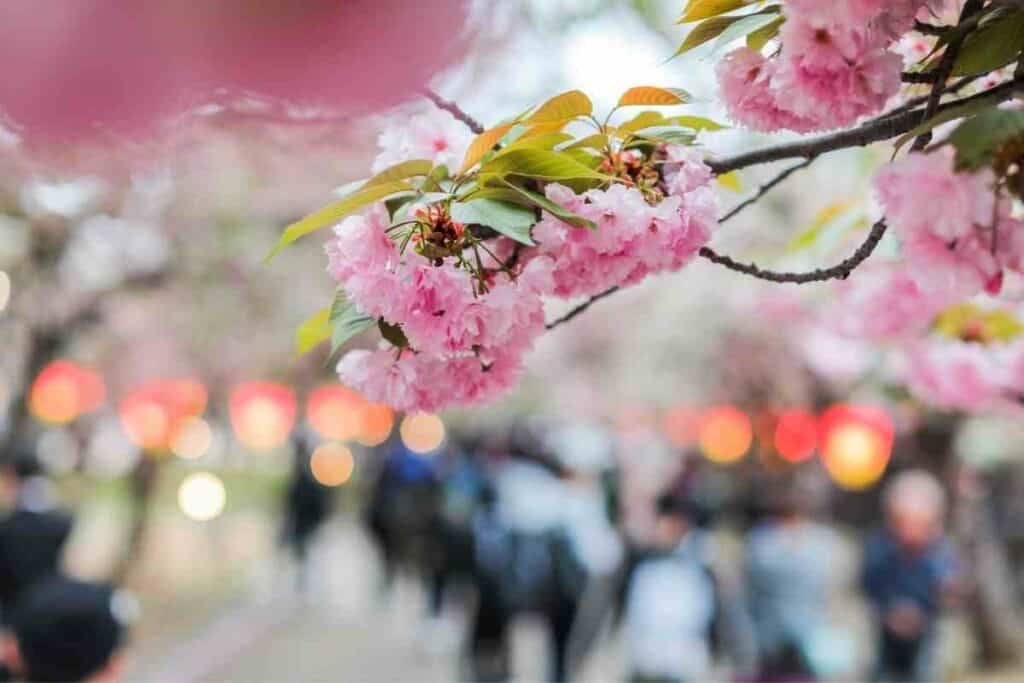 Meaning behind Cherry blossoms in Japan
