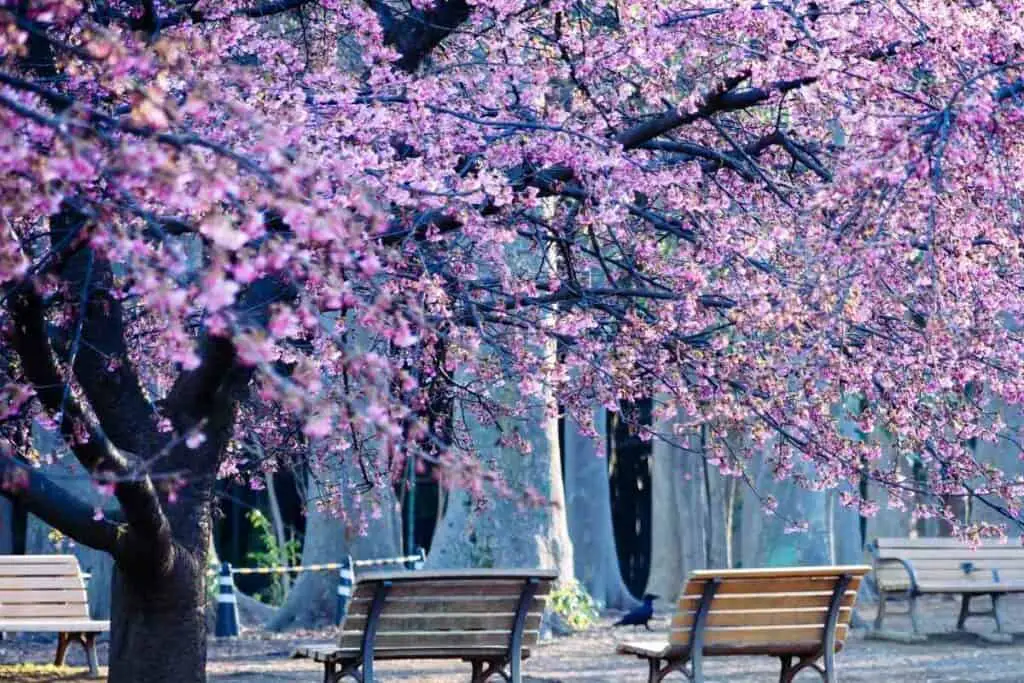 Cherry blossoms in a park