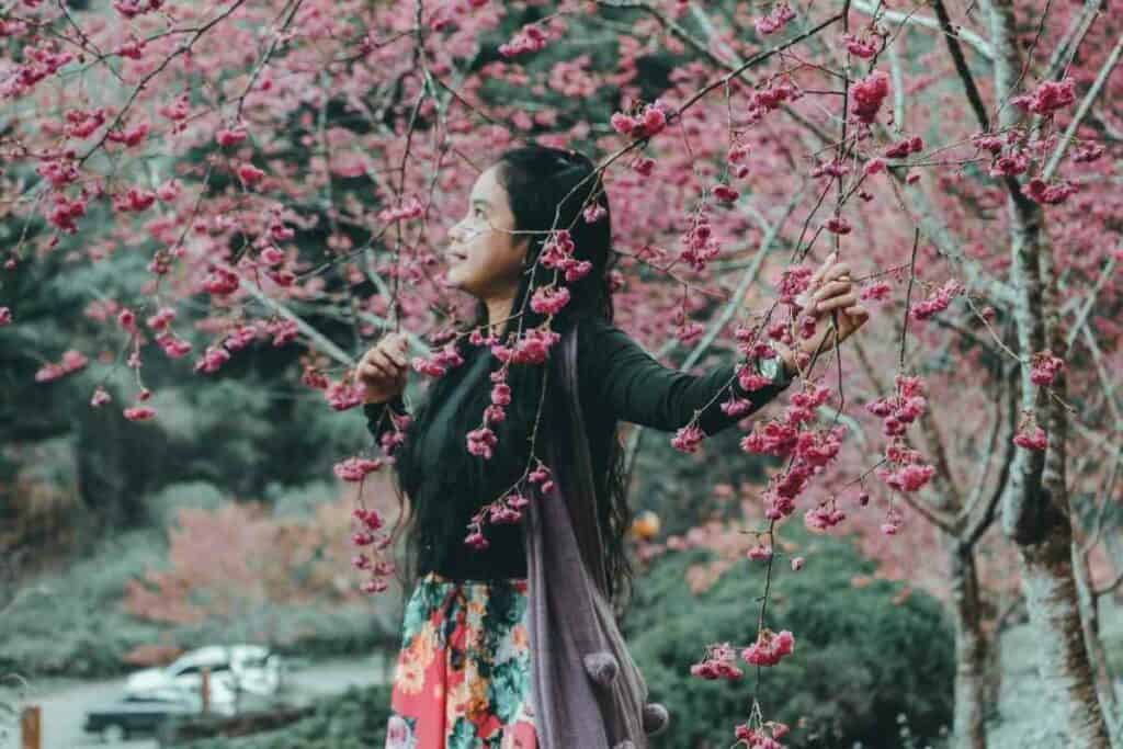 Enjoying cherry blossoms