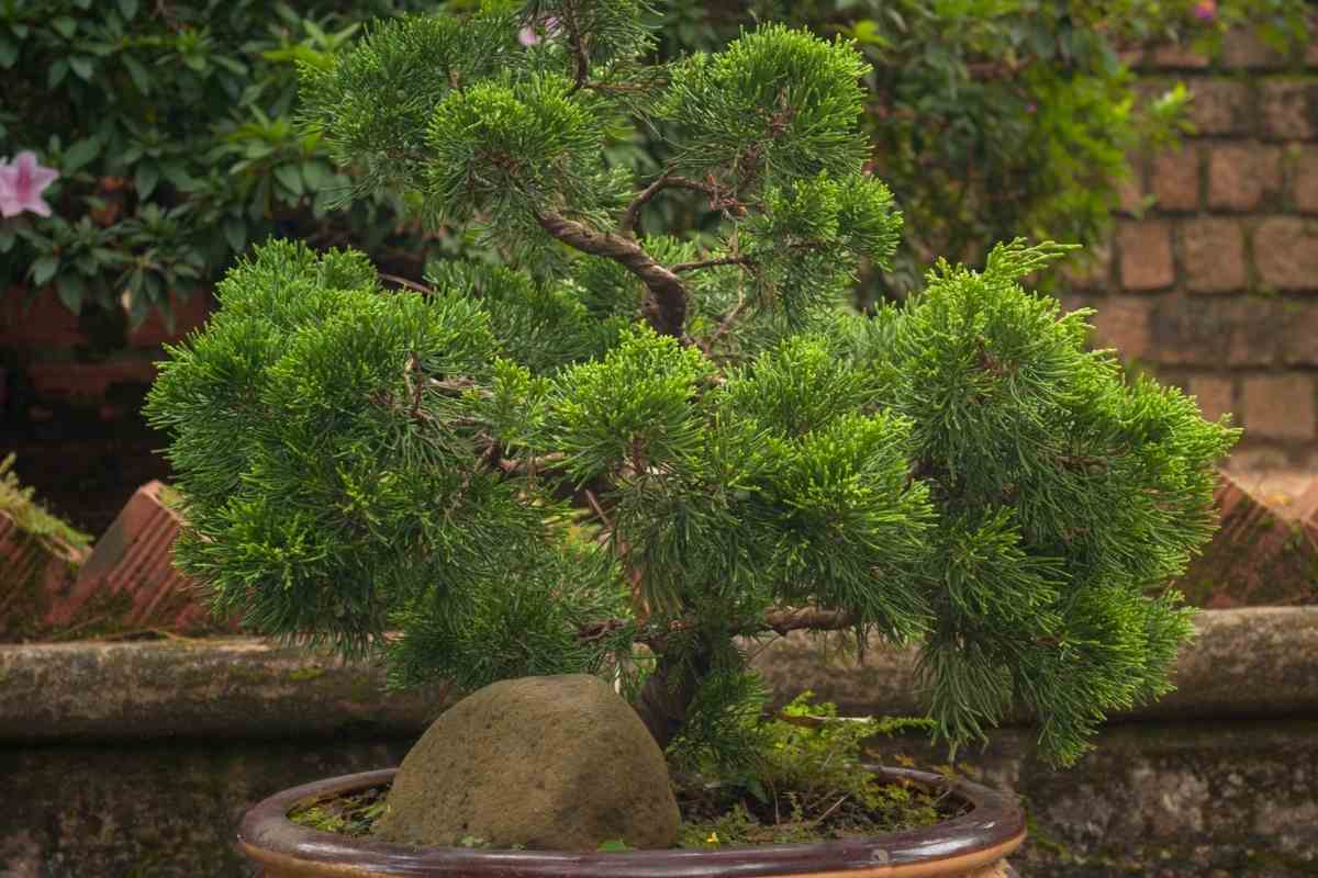 When To Repot Juniper Bonsai? YouGoJapan