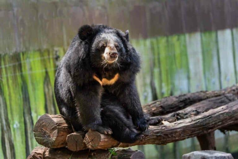 Are There Bears In Japan? (Species and Locations) – YouGoJapan