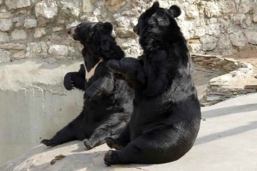 Dangerous Japanese black bears