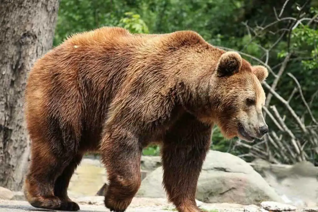 Japanese brown bear in the woods