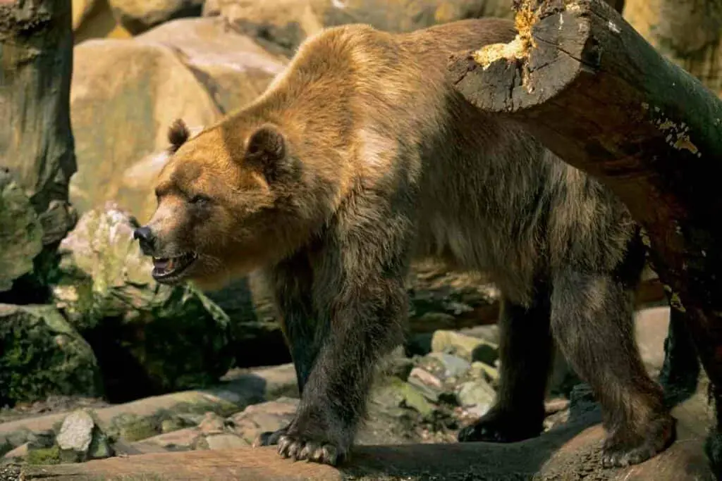 Japanese brown bear attack