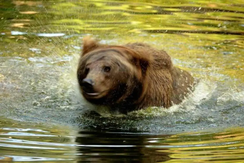Japanese brown bear in the river