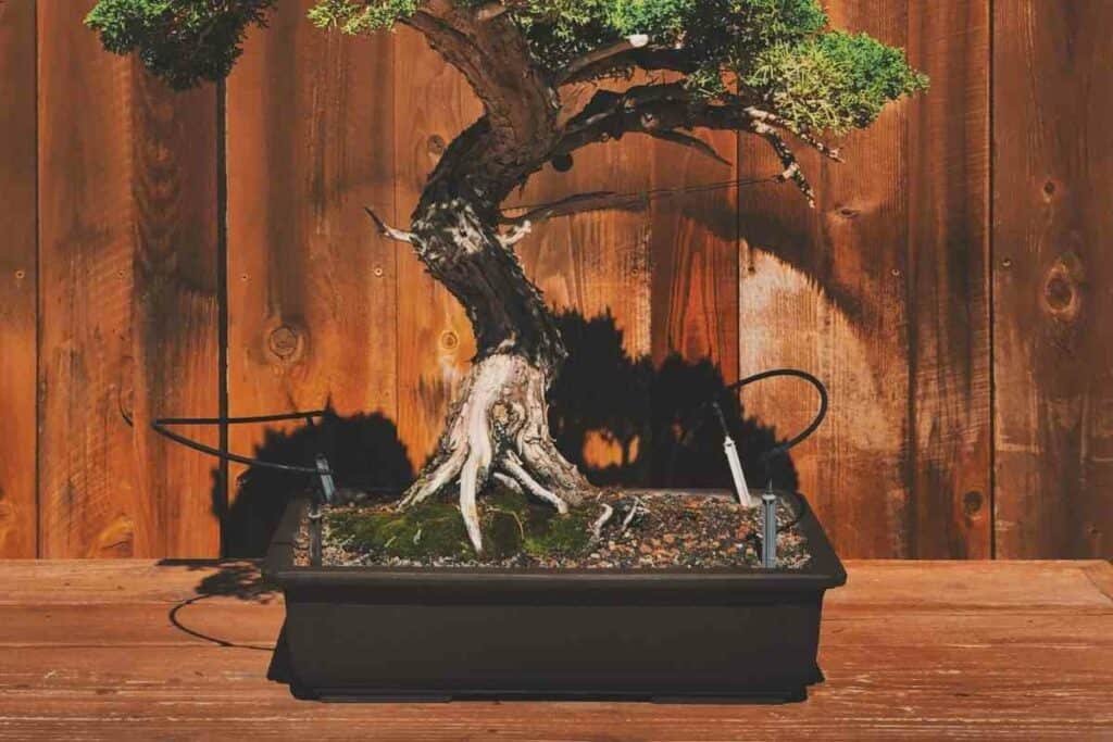 Repot Your Juniper Bonsai