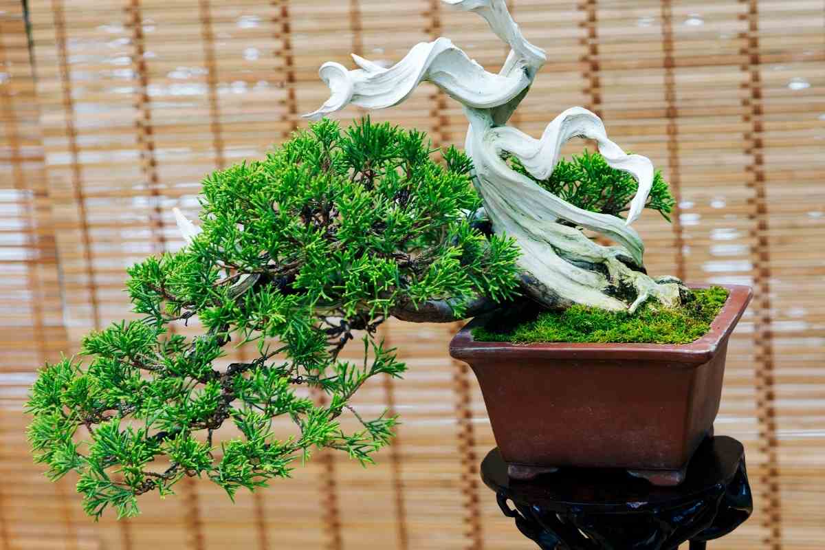 When To Repot Juniper Bonsai? YouGoJapan