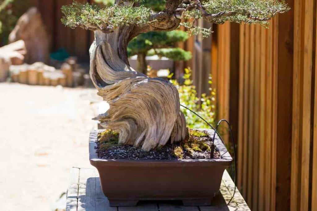 Growing tips for Juniper bonsai