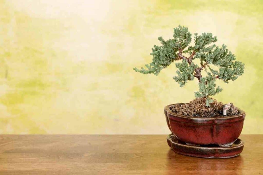 Juniper bonsai soil pot