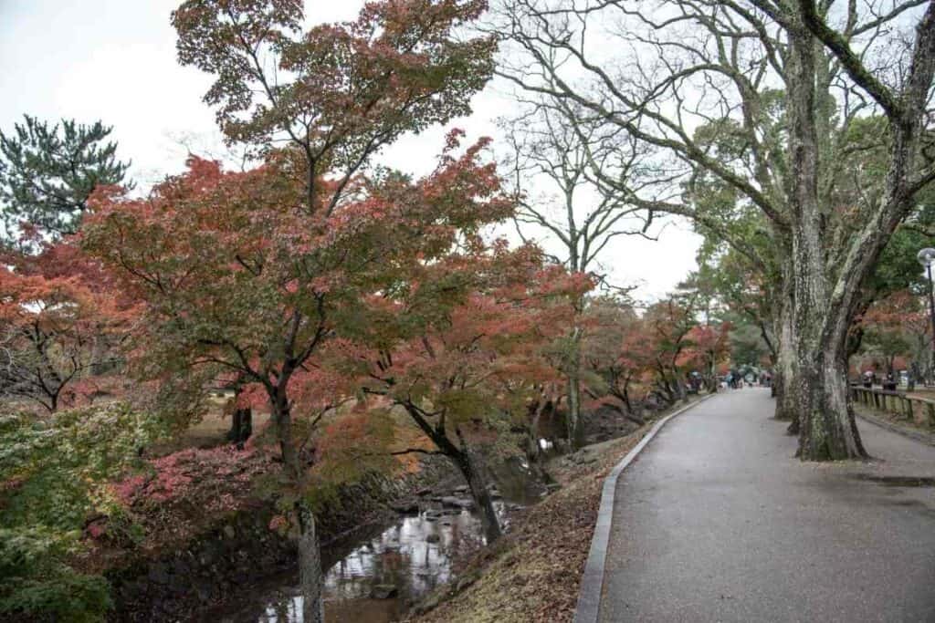 Nara park in Japan