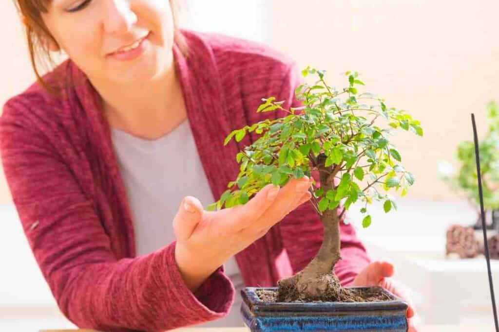 Repotting tiny bonsai