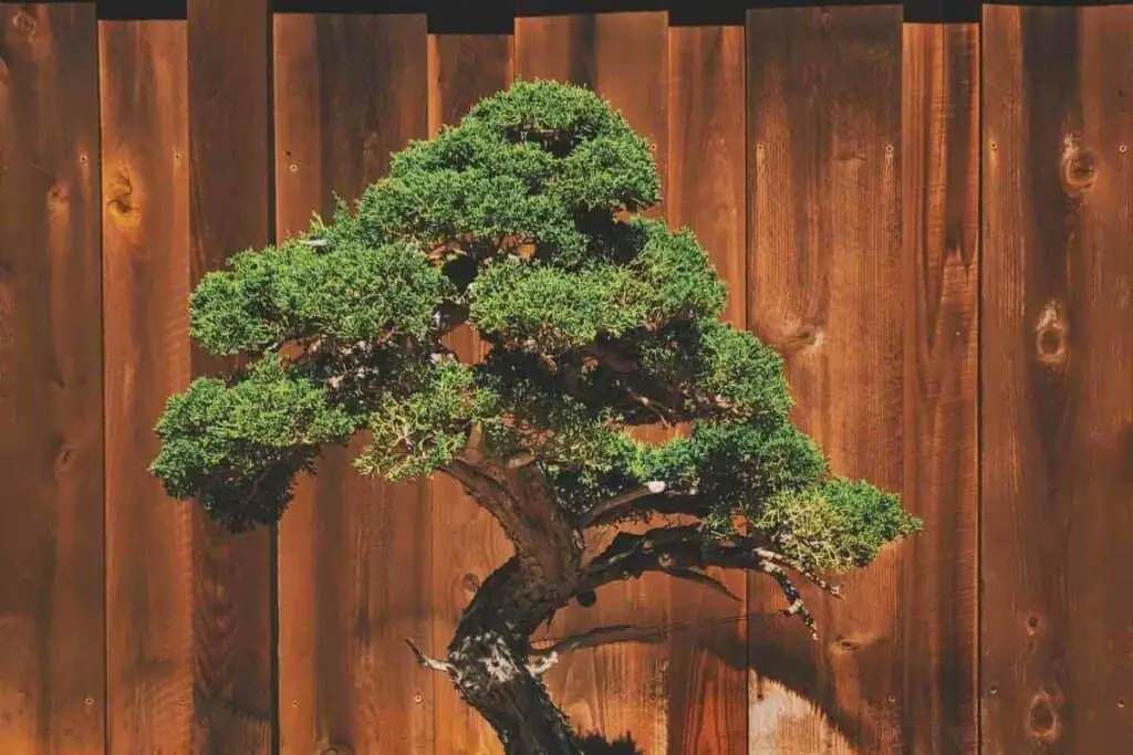 Repotting Juniper bonsai guide