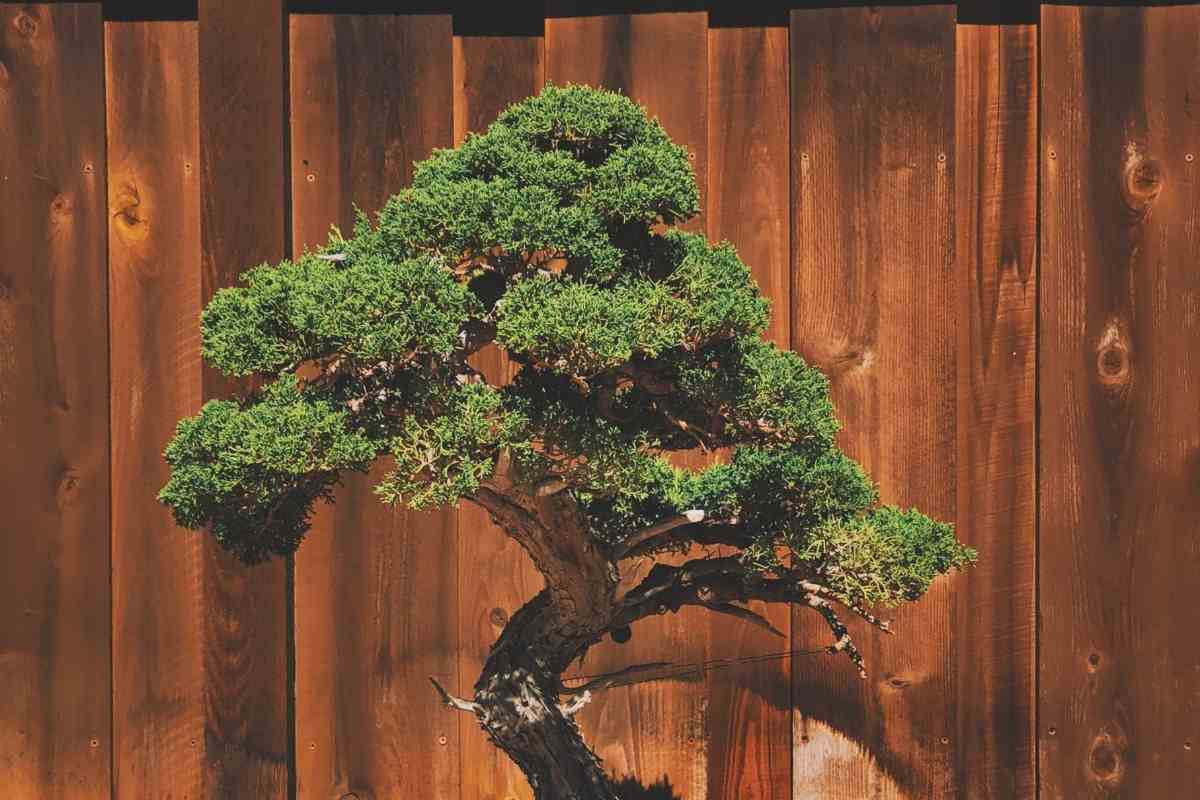 When To Repot Juniper Bonsai? YouGoJapan