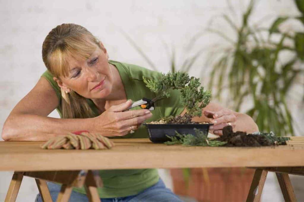 Scissors for bonsai training