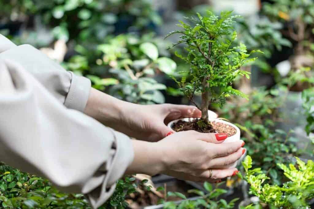 Well groomed bonsai