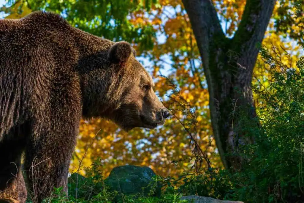 Ursus Arctos Lasiotus bear