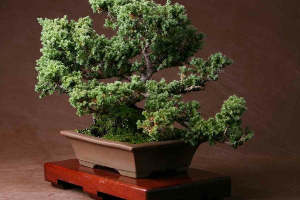 When To Repot Juniper Bonsai?