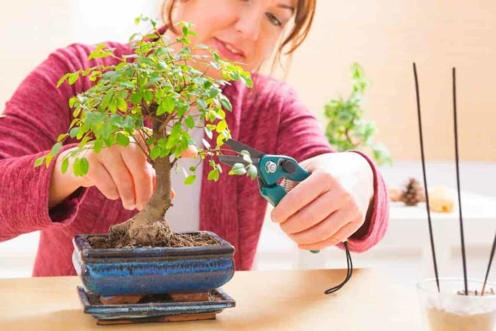 When To Start Training Bonsai?