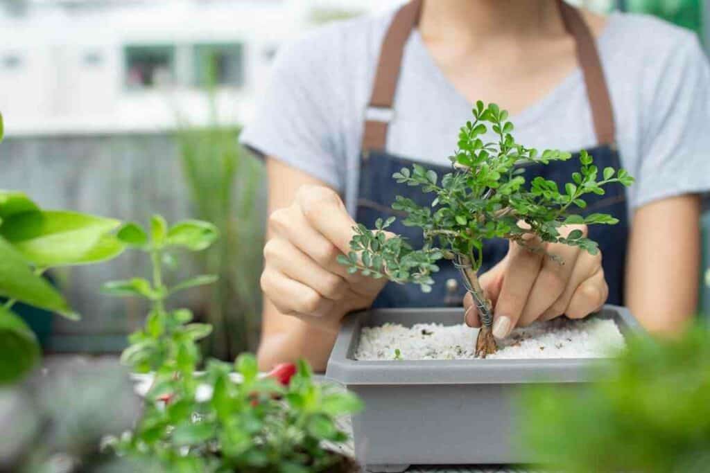 Wire for bonsai tree