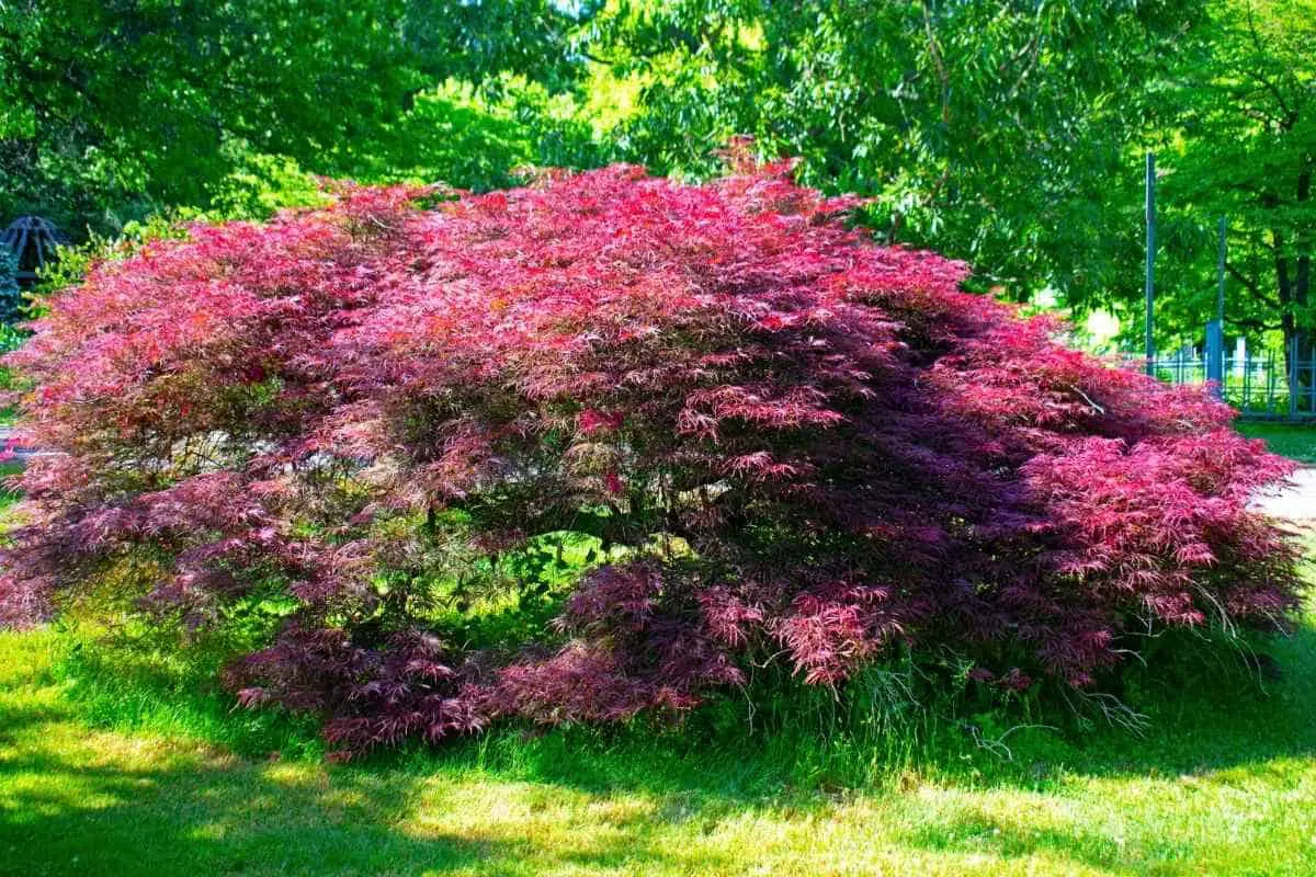 12 Dwarf Japanese Maple Varieties You Should Know