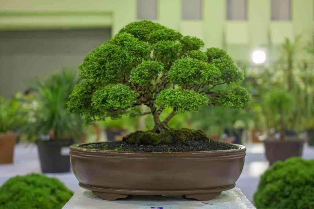 How can you Bonsai any trees