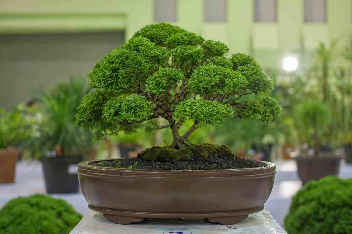 Can You Bonsai Any Tree? YouGoJapan