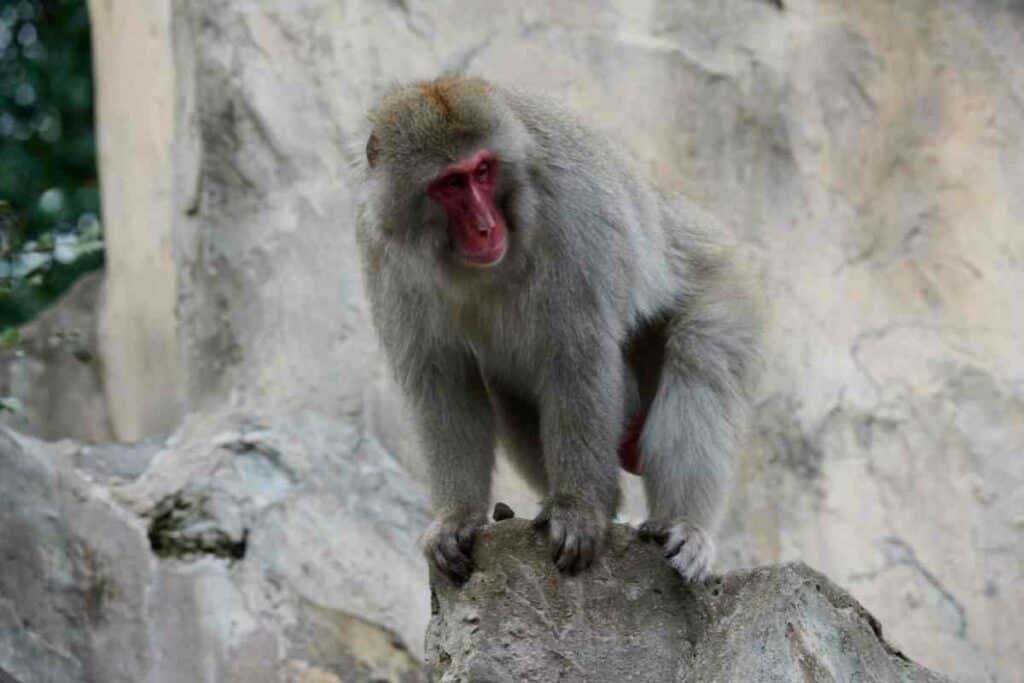 Japanese Folklore monkey symbol in Japan