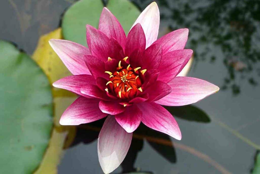 Lotus meaning Japan art