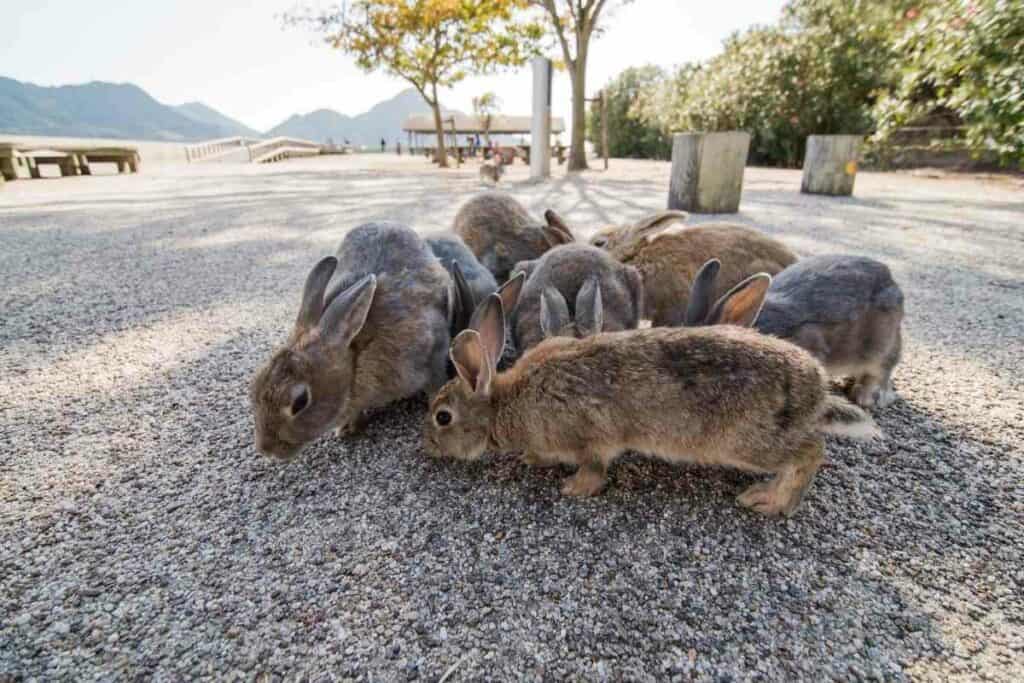 Okunoshima Japan island