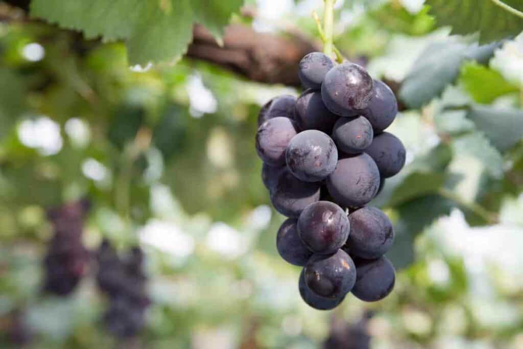 Japanese Fruits grown in Japan