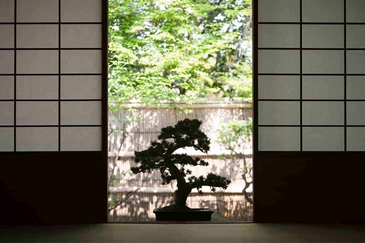 what-is-bonsai-ramification-yougojapan