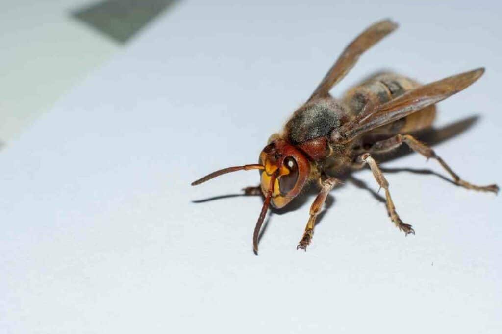 Bugs in Japan countryside hornet
