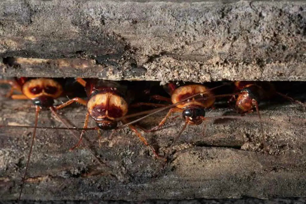 Japanese bug Gokiburi cockroach