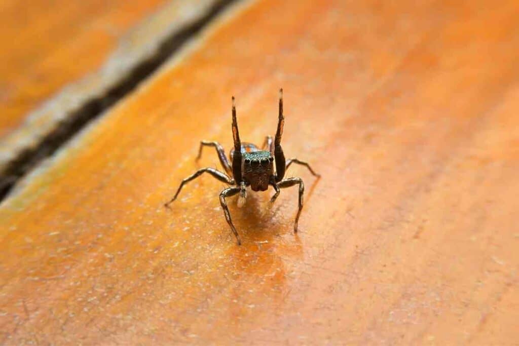 Japanese Haetori gumo spider