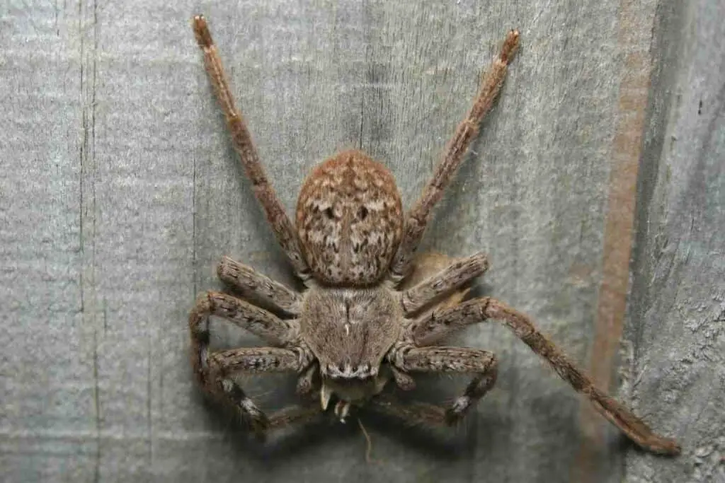 Japanese Huntsman spider
