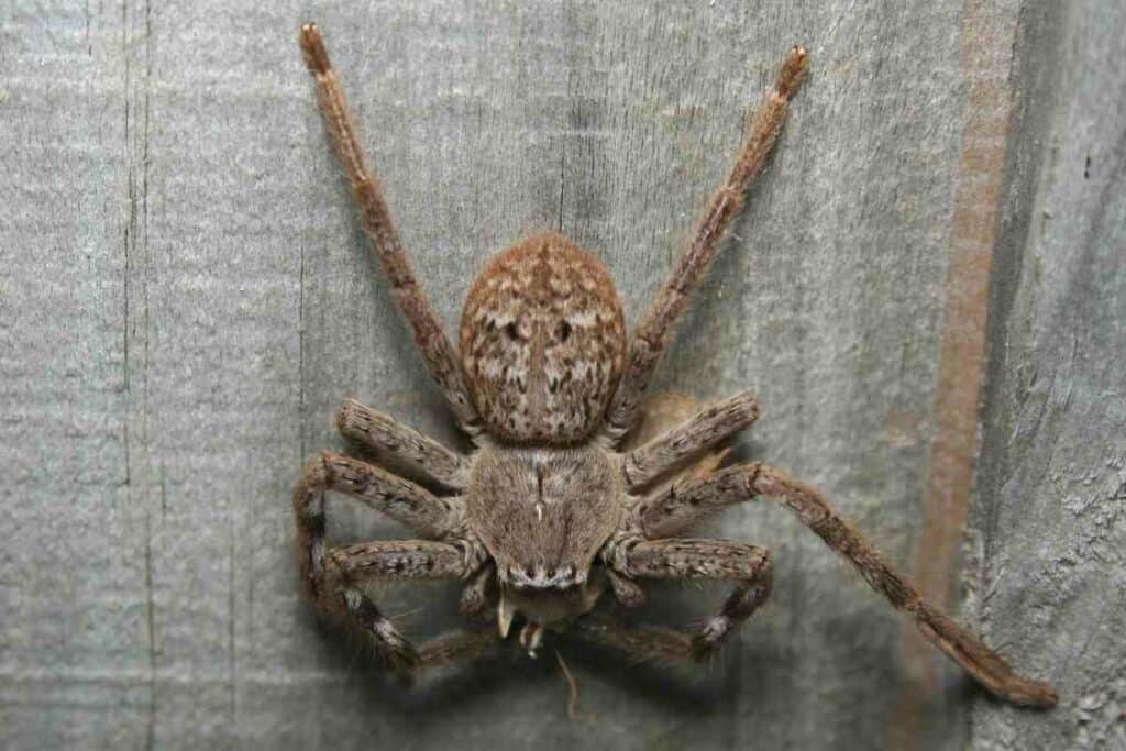 Japanese Huntsman spider