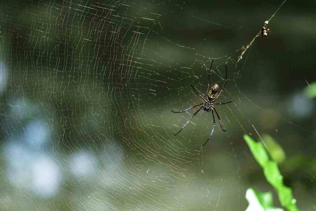 Kogane gumo golden spider in Japan