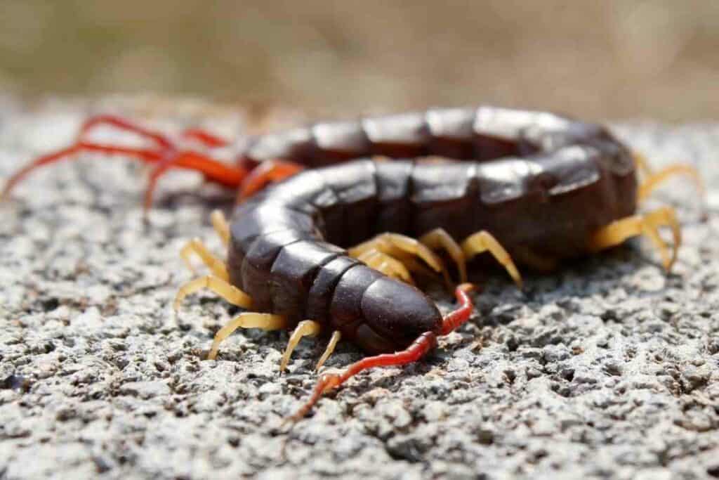 Mukade centipede in Japan